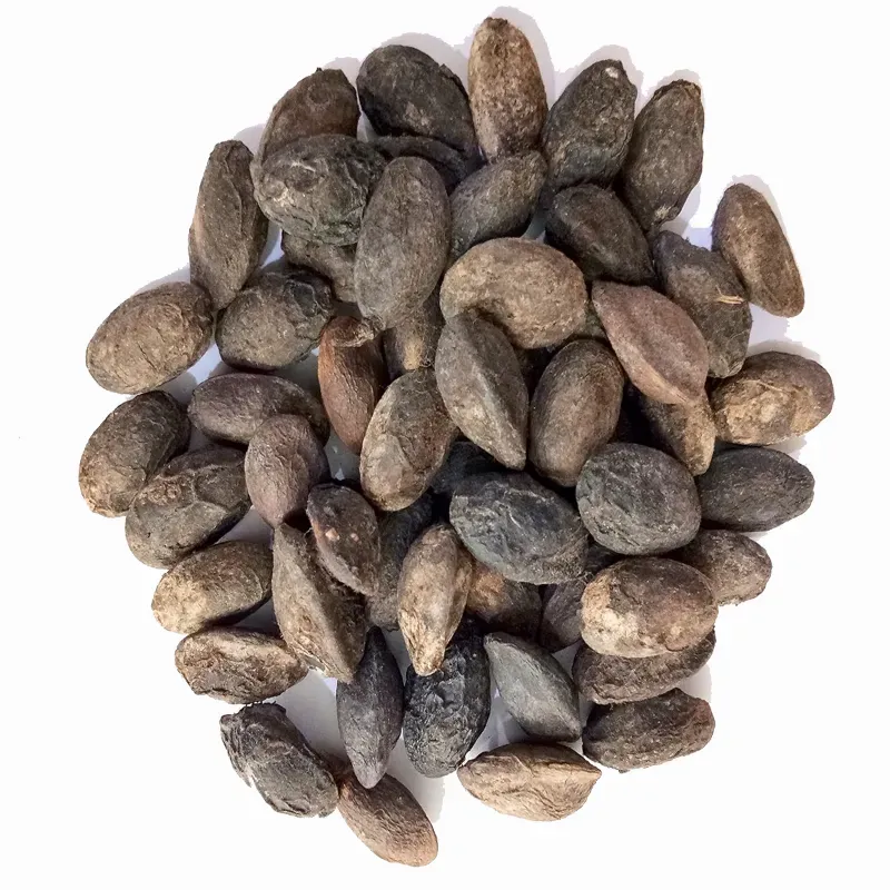 Pioneer Agro Simaroupa Glauca (Paradise Tree) Tree Seeds 100G