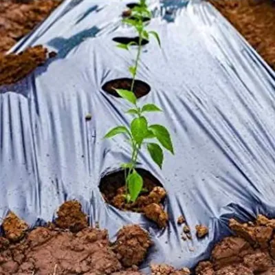 AgriVision Central Hole Agricultural Mulching Roll 4 ft x 400 m 25 Micron Mulch Sheet for All Crops