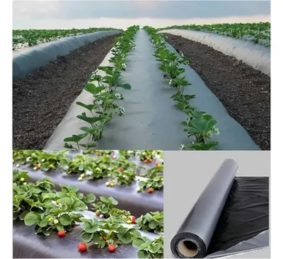 Orifresh 25 Micron Mulching Film of 4 x 400 m for Weed Suppression & Soil Moisture Retention with UV Shield