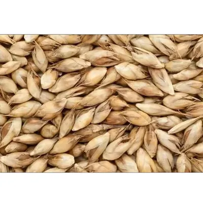Pioneer Agro Bamboo (Dendrocalamus strictus) Tree Seed 250G