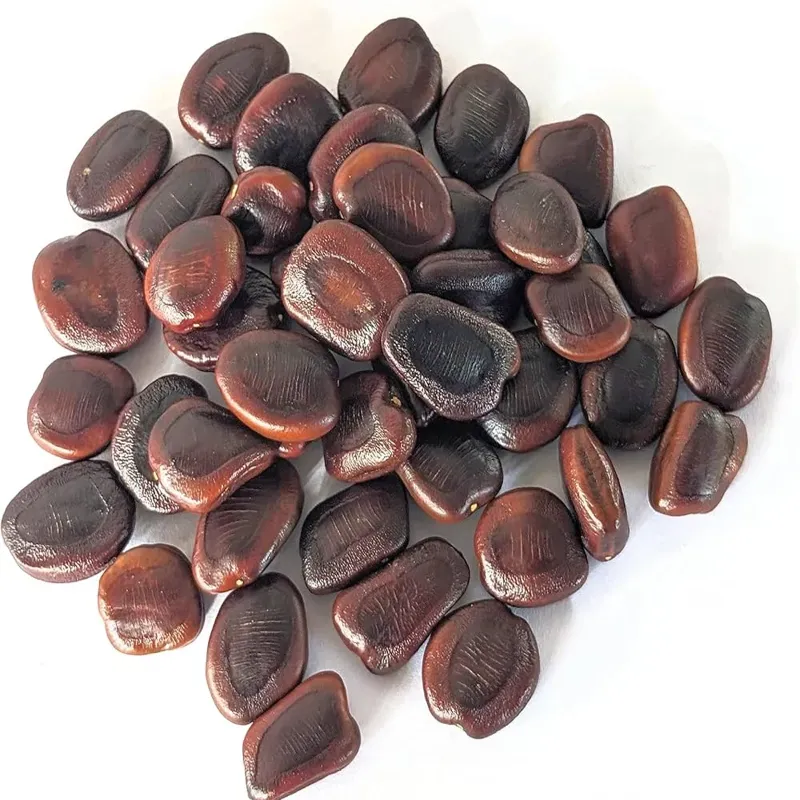 Pioneer Agro Tamarindus indica Tamarind Seed, Puliya Maram Seeds, (100g)