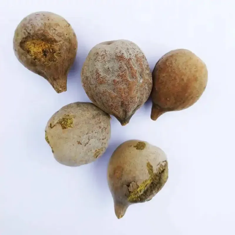Pioneer Agro Terminalia Bellirica (Thandri) Tree Seeds 500G