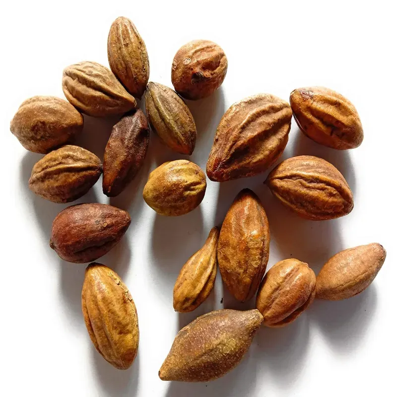 Pioneer Agro Terminalia Chebula Tree Seeds, Kadukkai Maram Seeds, (1 kg)