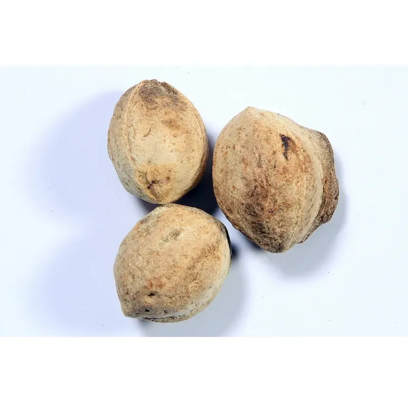 Pioneer Agro Terminalia Tomentosa (Karumaruthu) Tree Seeds 100G