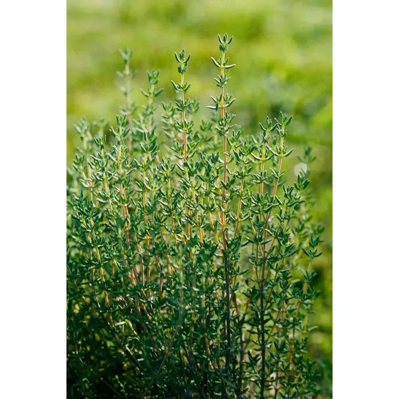 GEBDINSH GARDEN Organic Thyme Herb Seeds 30-40 Seeds Per Packet for Home Garden