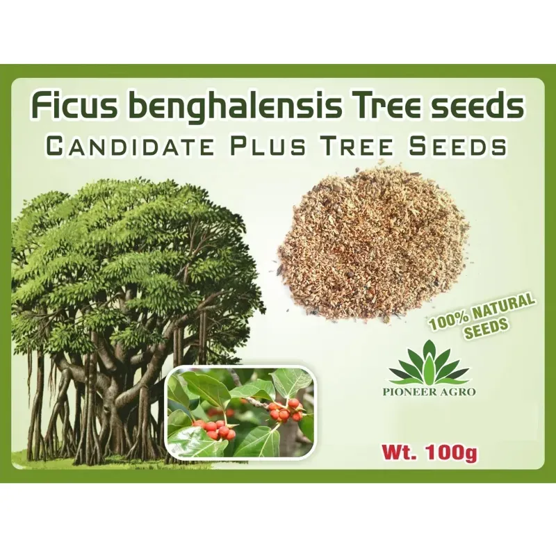 Pioneer Agro White Sandalwood Seeds (Santalum album) 1 kg Pack For Commercial Agroforestry & Plantation Farming