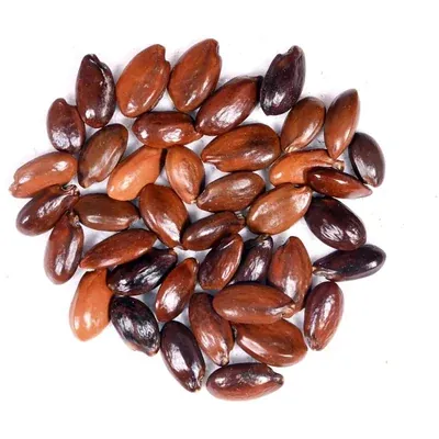 Pioneer Agro Mimusops Elengi Tree Seed, Mahizha maram vithaigal, 100 g