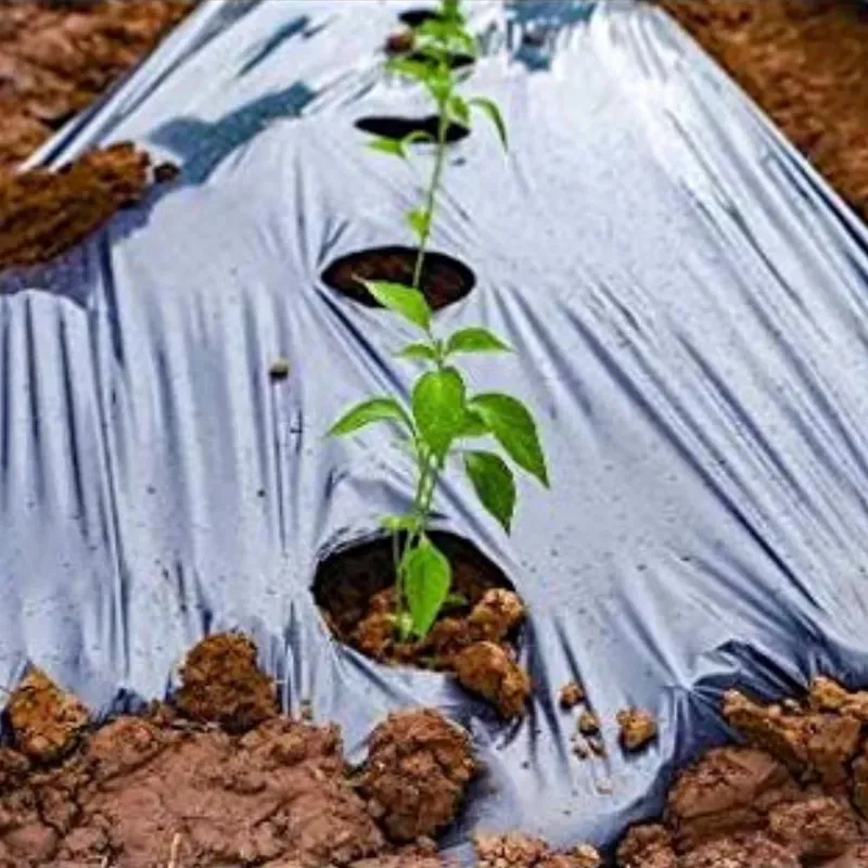 AgriVision Central Hole Agricultural Mulch Film, 3.25 ft x 400 m 30 Micron Plastic Mulching Roll for All Crops