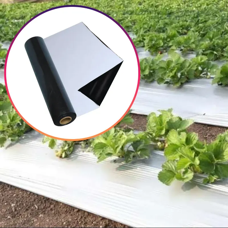 Iris Polymers 1 x 400 m Black and White Mulching Sheet for 7 months Crops
