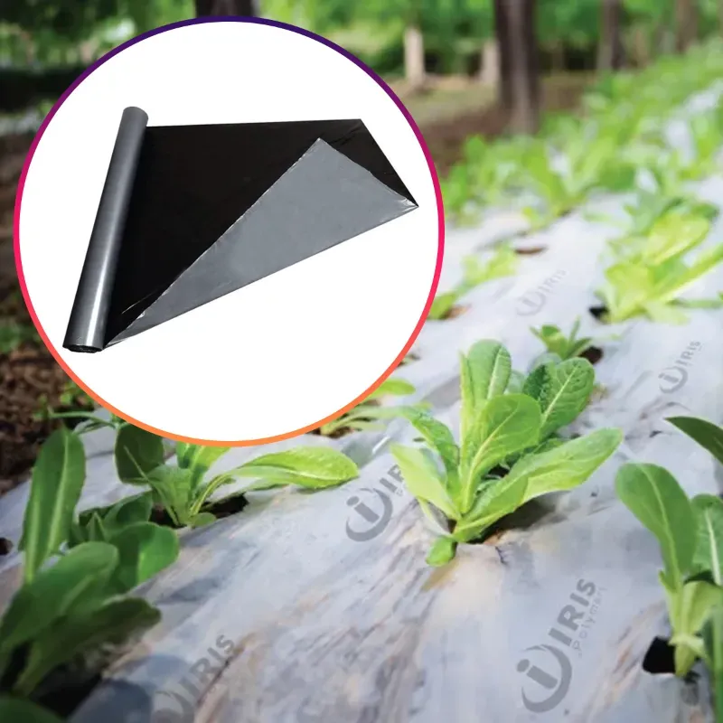 Iris Polymers 1.2 x 400 m Silver and Black Mulching Sheet for 5 months Crops