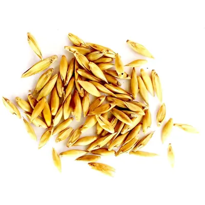 Pioneer Agro Bambusa Bamboo (Moongil) Tree Seeds, (500g)