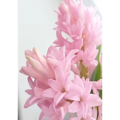 GEBDINSH Rajnigandha Pink Flower Plant Bulbs for Outdoor Gardening (Pack-2 pcs)