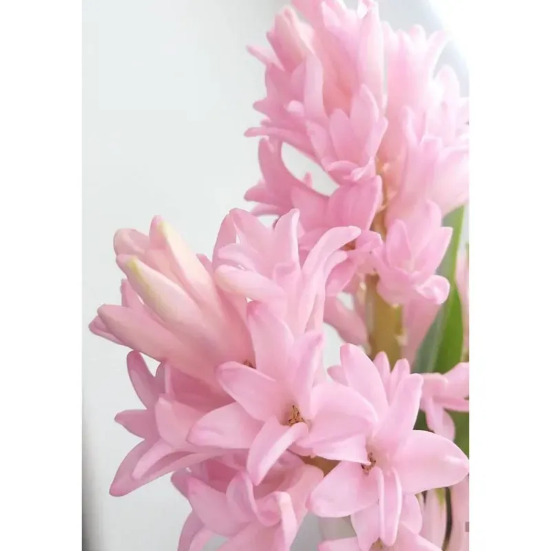 GEBDINSH Rajnigandha Pink Flower Plant Bulbs for Outdoor Gardening (Pack-2 pcs)