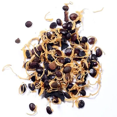 Pioneer Agro Acacia Auriculiformis Tree Seed, Pencil tree Seed (Kaththi Savukku maram vithaigal), (100g)