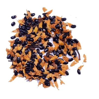 Pioneer Agro Acacia Mangium Tree Seed, (100g)