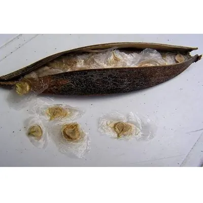Pioneer Agro Spathodea campanulata, African Tulip Tree Seed (100 g)
