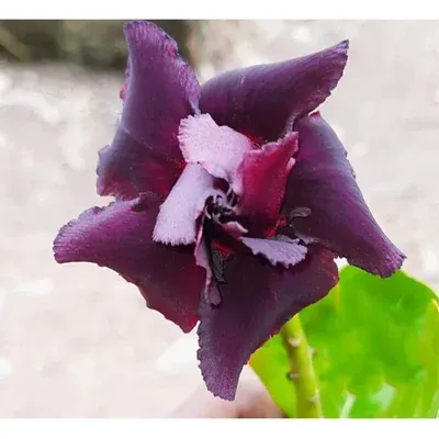 Grafted Adenium CR228 Flowering Plant With Pots, Drought-Tolerant Plants Used For Outdoor Planting