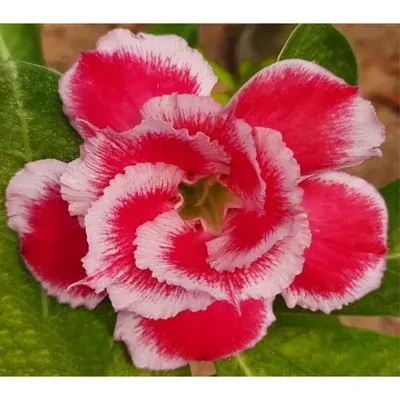 Grafted Adenium CR232 Flowering Plant With Pots, Drought-Tolerant Plants Used For Outdoor Planting
