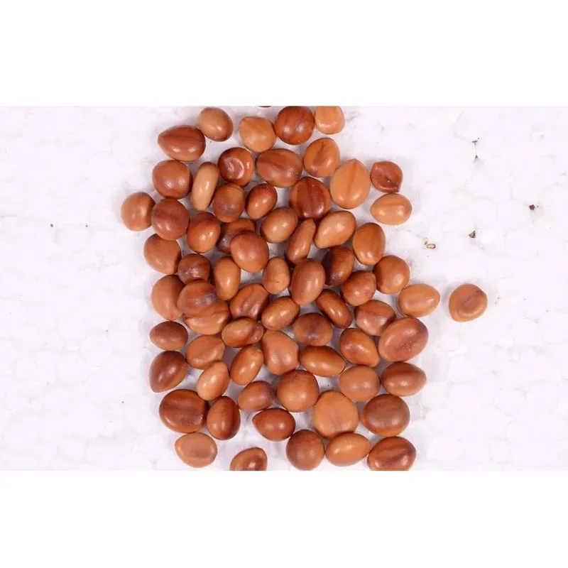 Pioneer Agro Cassia Javanica (Pink Shower Tree) Apple Blossom Tree Seeds 100G