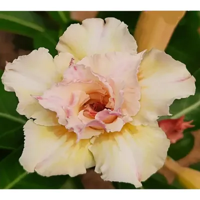 Grafted Adenium CR225 Flowering Plant With Pots, Drought-Tolerant Plants Used For Outdoor Planting
