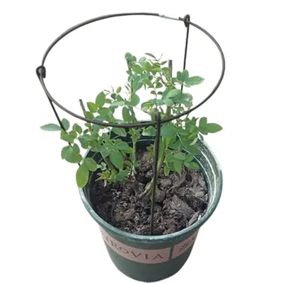Ecofynd 15 Inch Metal Plant Stakes for Plant Support, Pack of 5 (TR012-BLK-105)