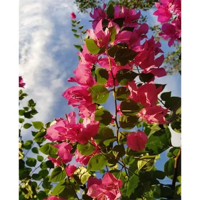 GEBDINSH Bougainvillea Vine, Premium Live Starter Plant & High-Viability Cuttings (60-70Seeds/ Packet)