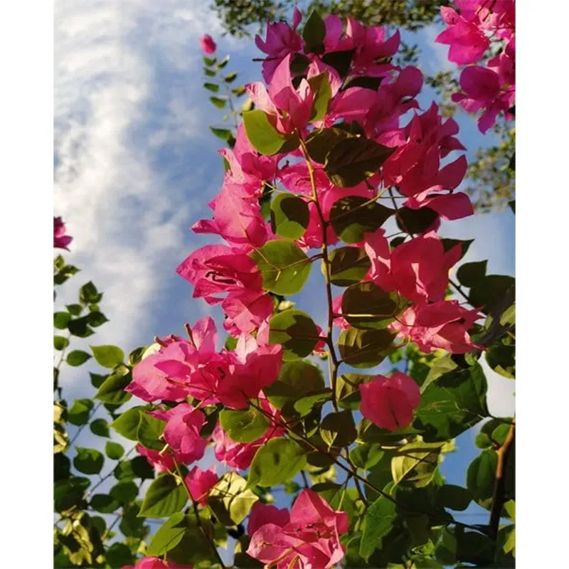 GEBDINSH Bougainvillea Vine, Premium Live Starter Plant & High-Viability Cuttings (60-70Seeds/ Packet)