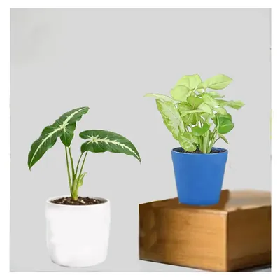 Green Syngonium (Pack of 2) With Pots Used For Both Indoor & Outdoor Planting