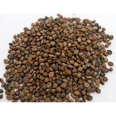 Pioneer Agro Cassia Siamea Senna (Kassod / Ponnavarai) Tree Seeds 100G