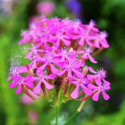 GEBDINSH Silene Armeria Sweet William Catchfly Seeds, Hybrid Quality for Home, Balcony, and Terrace Flower Gardening