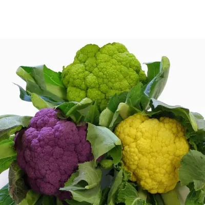 GEBDINSH Cauliflower Green Vegetable Seeds for Home Kitchen Gardening and Terrace Farming