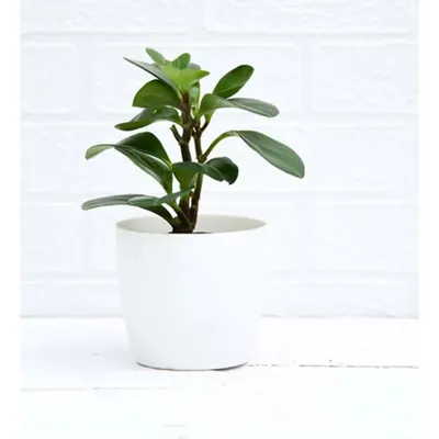 Ecofynd White Ceramic Metal Planter Pot, Used as a Home Decoration Item