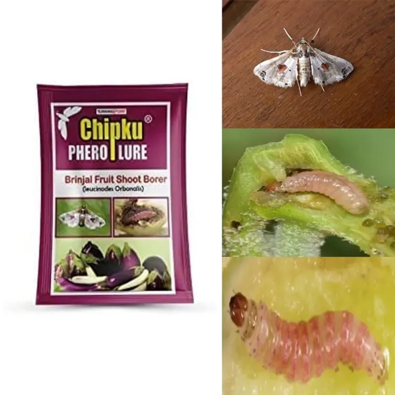 Chipku Pheromone Lure (10 Pieces) For Brinjal Fruit & Shoot Borer