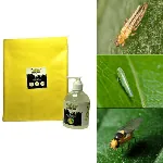 Chipku Yellow Sticky Insect Glue Trap(50 Bags) & Lure (250 ml) Combo