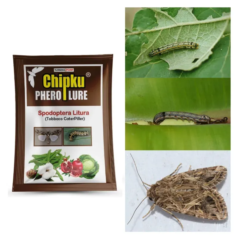 Chipku Tobacco Caterpillar Lure (10 Pieces) for Cotton, Sunflower, Groundnut, etc.
