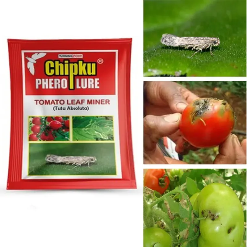 Chipku Chipku Tomato Leaf Miner Lure For Tomato Farming (Pack of 10)