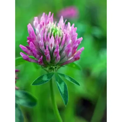 GEBDINSH Clover Seeds, High Germination Organic Hybrid Seeds, Kitchen Gardening Ground Cover (60-70 Seeds/ Packet)