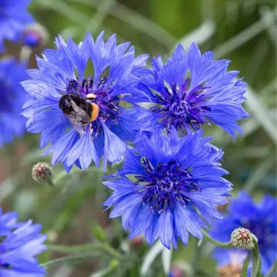 GEBDINSH Corn Flower Seeds, Premium High Germination OrganicHybrid Seeds, Cottage Gardening (60-70Seeds/Packet)