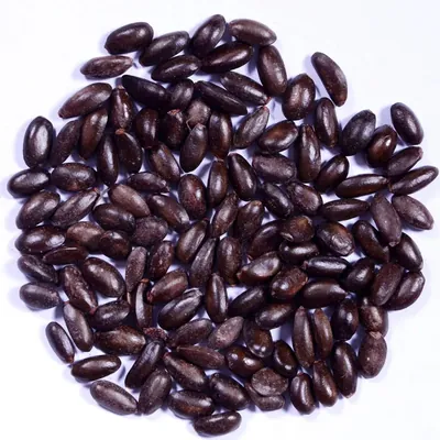 Pioneer Agro Custard Apple Seeds (Sitaphal Seeds) -(100g)
