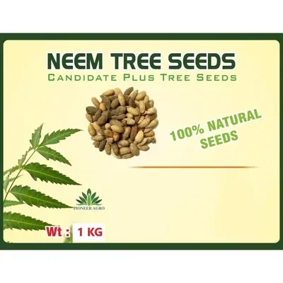 Pioneer Agro 1 kg Neem Tree Seeds (Vembu / Vepa Mara Seeds), For Agroforestry & Commercial Plantation