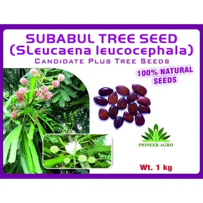 Pioneer Agro Subabul Tree Seeds (Leucaena leucocephala) 1 kg Pack, For Cattle Fodder, Biomass & Agroforestry