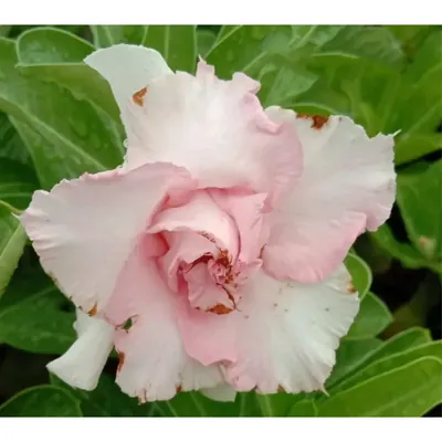 Grafted Adenium CR222 Flowering Plant With Pots, Drought-Tolerant Plants Used For Outdoor Planting