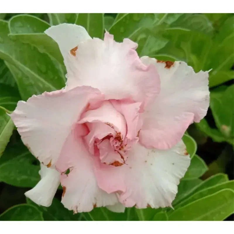 Grafted Adenium CR222 Flowering Plant With Pots, Drought-Tolerant Plants Used For Outdoor Planting
