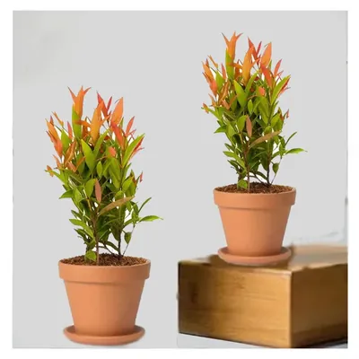 Syzygium Christina Plants With Pots Used For Both Indoor & Outdoor Planting And Decoration (Pack Of 2)