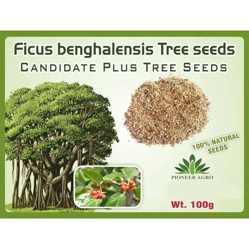 Pioneer Agro Banyan Tree Seeds (Ala Maram Vithaigal) 100g Pack, For Sacred Greening, Bonsai & Ecological Restoration