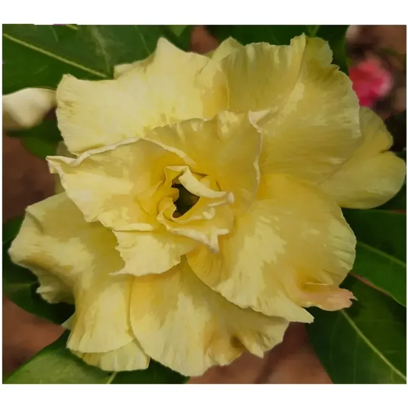 Grafted Adenium CR231 Flowering Plant With Pots, Drought-Tolerant Plants Used For Outdoor Planting