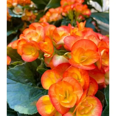GEBDINSH Gendinsh Begonia Flower Plants Bulbs For Outdoor Gardening (Pack-2 pcs)
