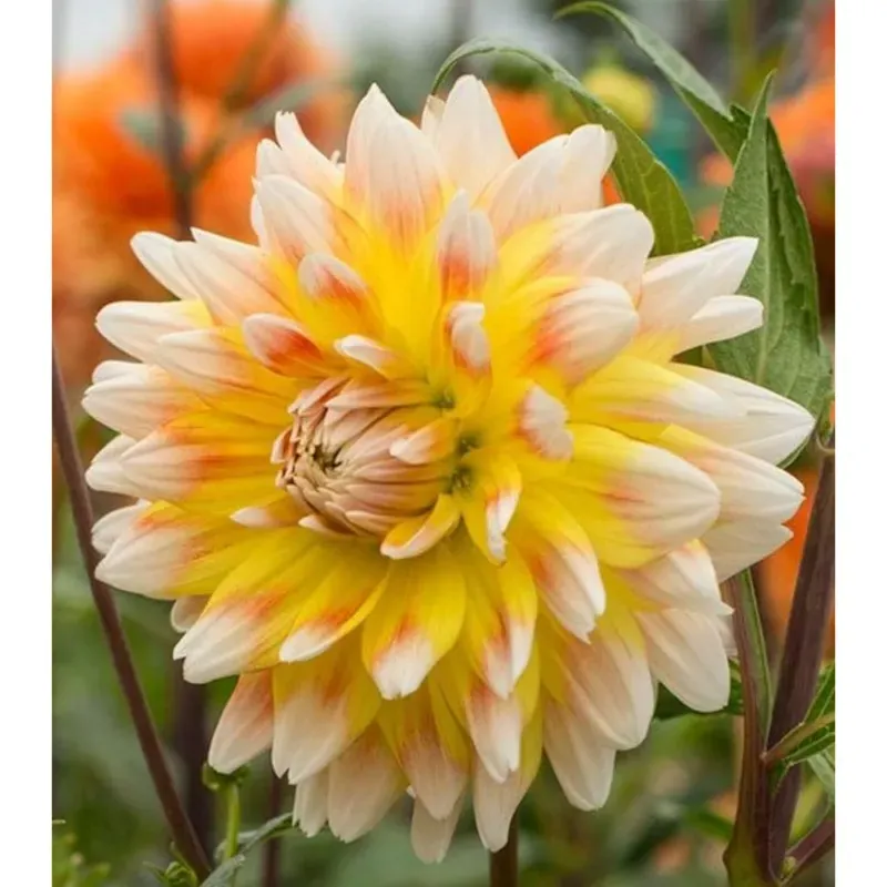 GEBDINSH Biocolor Dahlia Flower Plants Bulbs For Outdoor Gardening (Pack-2 pcs)