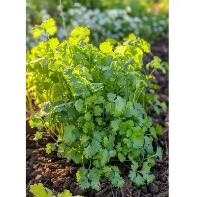 GEBDINSH Coriander/Cilantro Liesure Herbs Seeds For Your Home Garden
