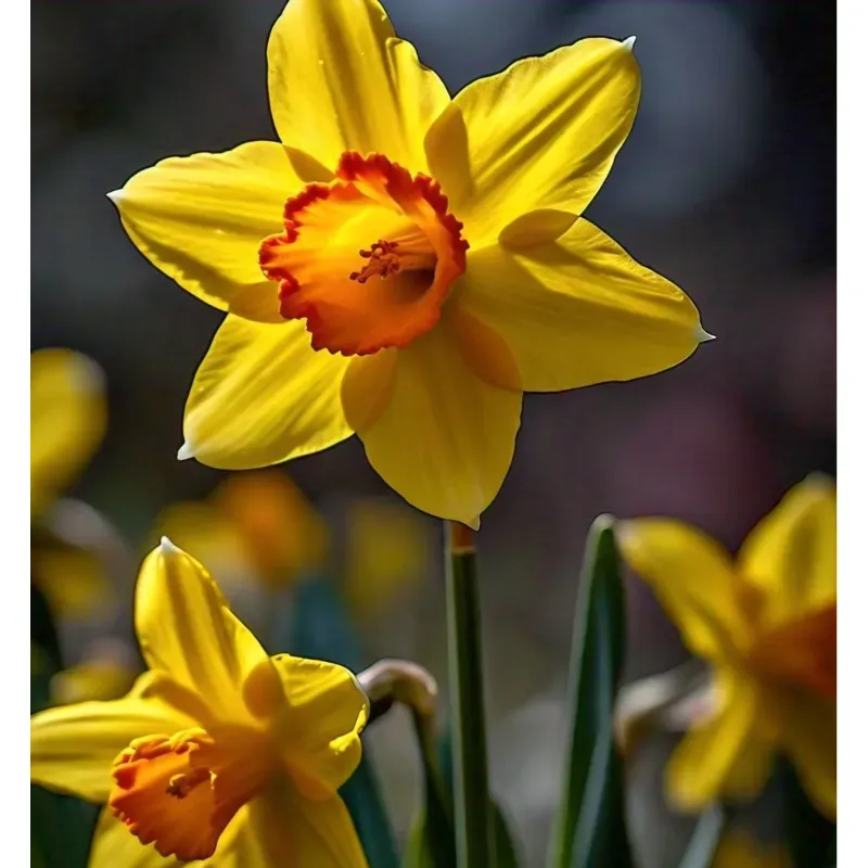 GEBDINSH Daffodil Flower Plants Bulbs For Outdoor Gardening (Pack-2 pcs)